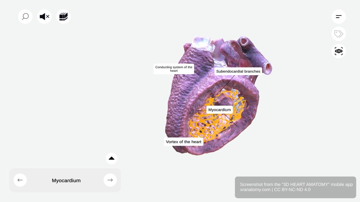 Myocardium anatomy 360-degree interactive viewer showing thick muscular layer of heart wall, ventricular wall thickness variation, and vortex of heart at cardiac apex