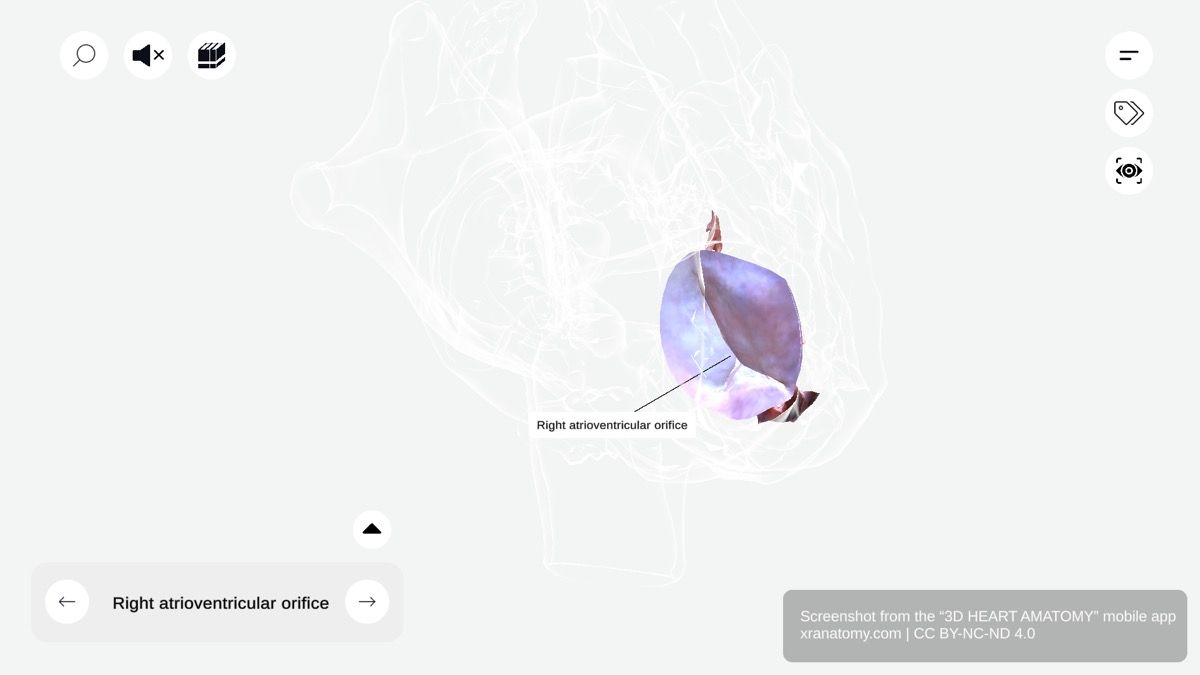 Right atrioventricular orifice 360-degree interactive viewer showing opening between right atrium and ventricle