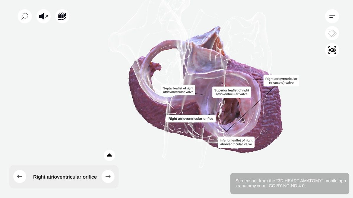 Tricuspid valve leaflets 360-degree interactive viewer showing superior, inferior, and septal cusps