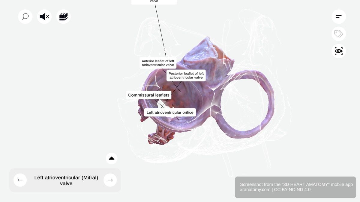 Left atrioventricular valve anatomy 360-degree interactive viewer showing mitral valve structure and leaflets