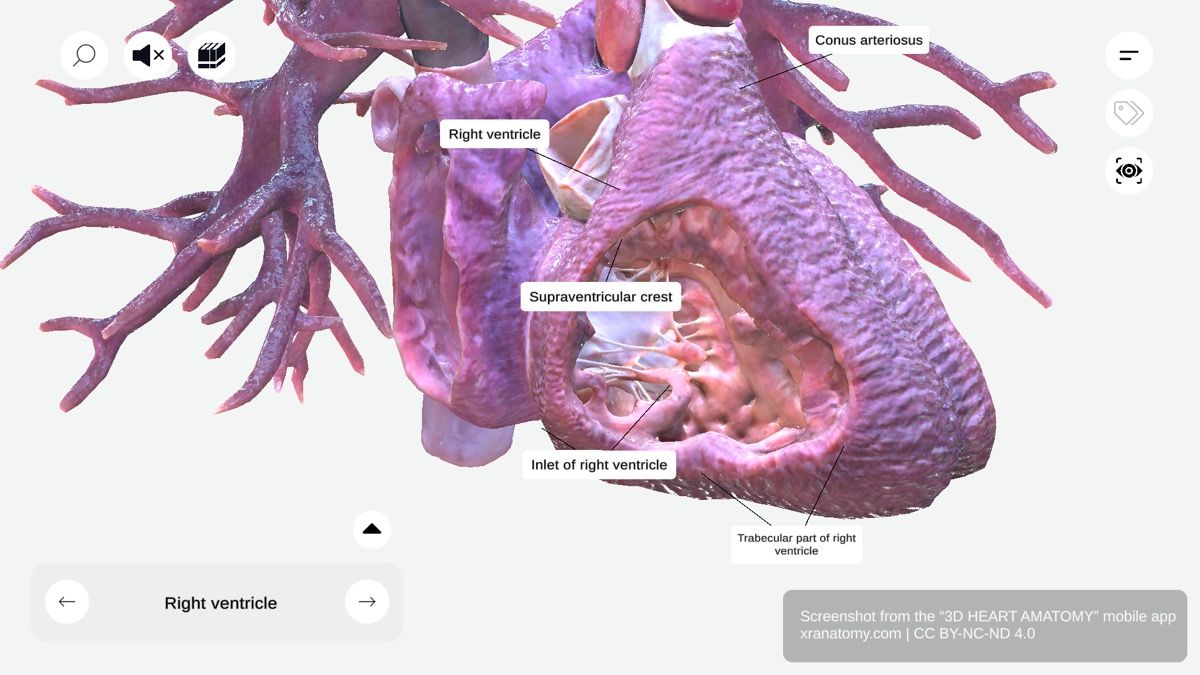Right ventricle anatomy 360-degree interactive viewer showing cardiac chamber with inlet, outlet, and trabecular components