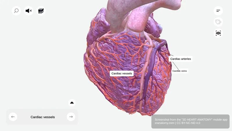 Cardiac vessels anatomy 360-degree interactive viewer showing coronary arteries, cardiac veins, and coronary sinus supplying the heart muscle