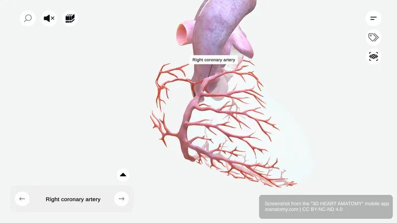 Right coronary artery anatomy 360-degree interactive viewer showing RCA course along atrioventricular groove