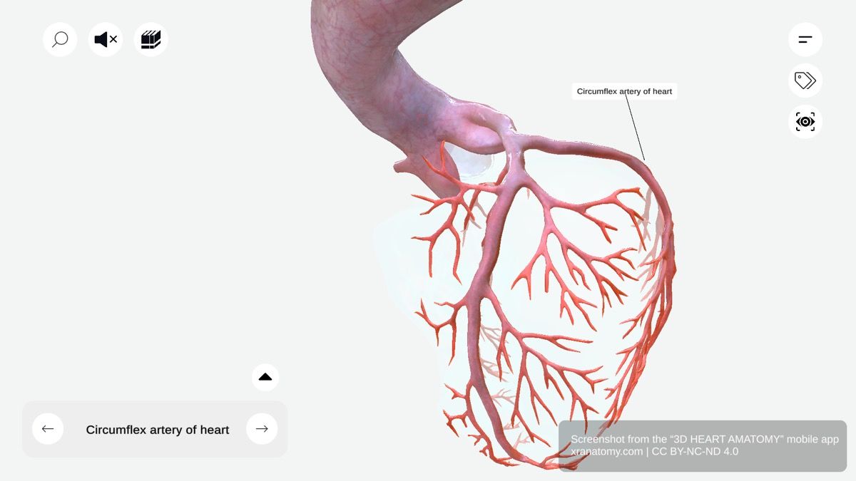 Circumflex artery anatomy 360-degree interactive viewer showing course along atrioventricular groove