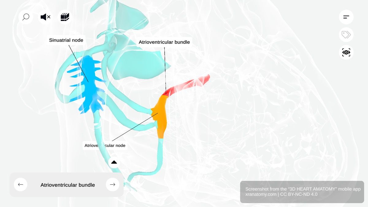 Atrioventricular bundle 360-degree viewer showing Bundle of His penetrating fibrous skeleton connecting atria and ventricles electrically