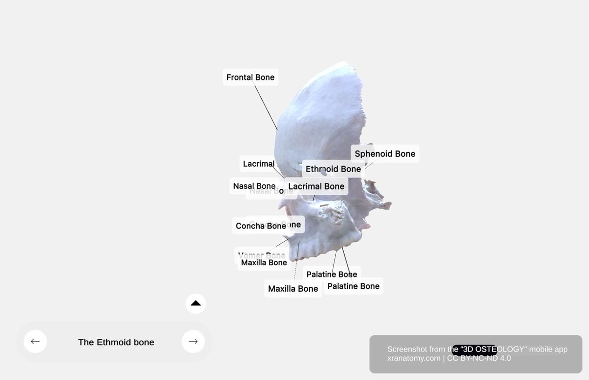 Ethmoid bone articulations 360-degree viewer showing connections with frontal, sphenoid, vomer, palatine, lacrimal, nasal bones, inferior nasal conchae, and maxillae