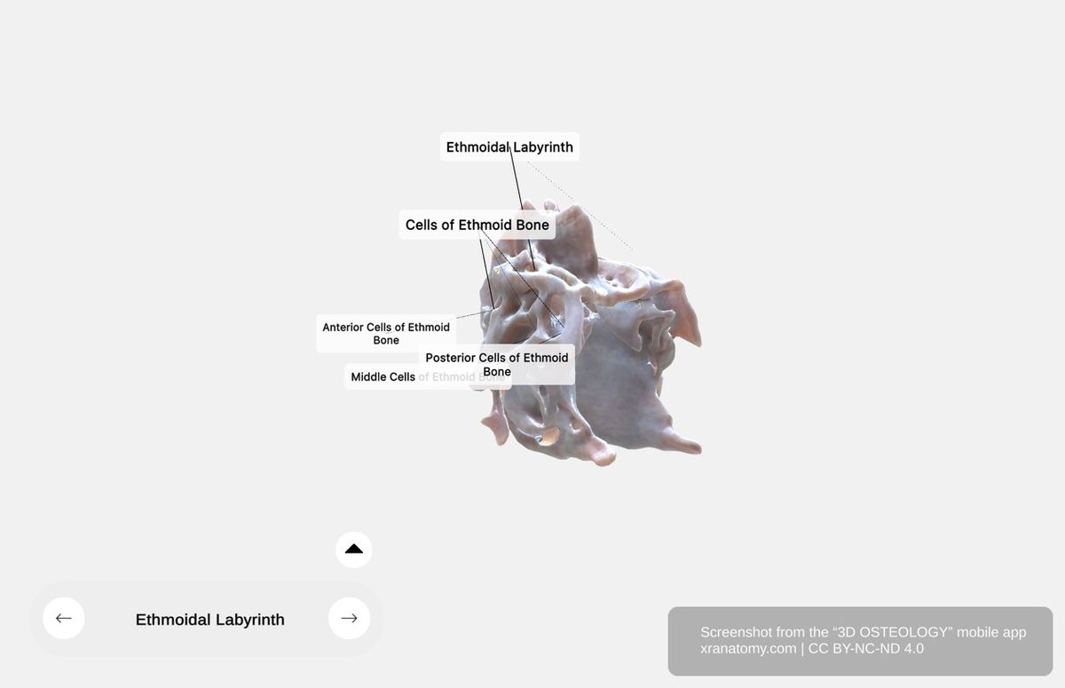 Ethmoidal labyrinth 360-degree viewer showing lateral masses with ethmoidal cells, ethmoidal bulla, uncinate process, and semilunar hiatus