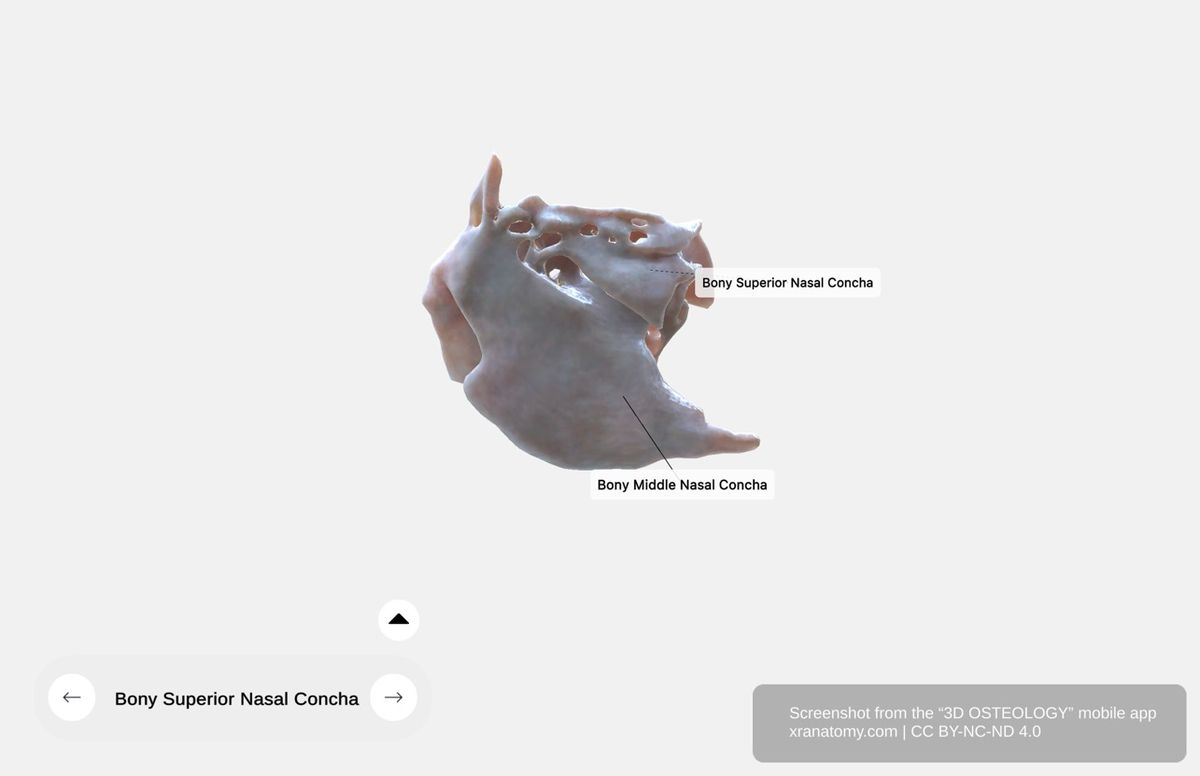 Nasal conchae 360-degree viewer showing superior and middle nasal conchae extending from ethmoidal labyrinth into nasal cavity
