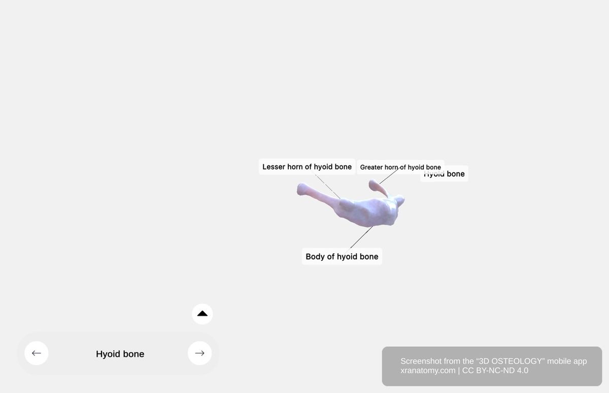 Hyoid bone anatomy 360-degree interactive viewer showing U-shaped structure with body, greater cornua, and lesser cornua