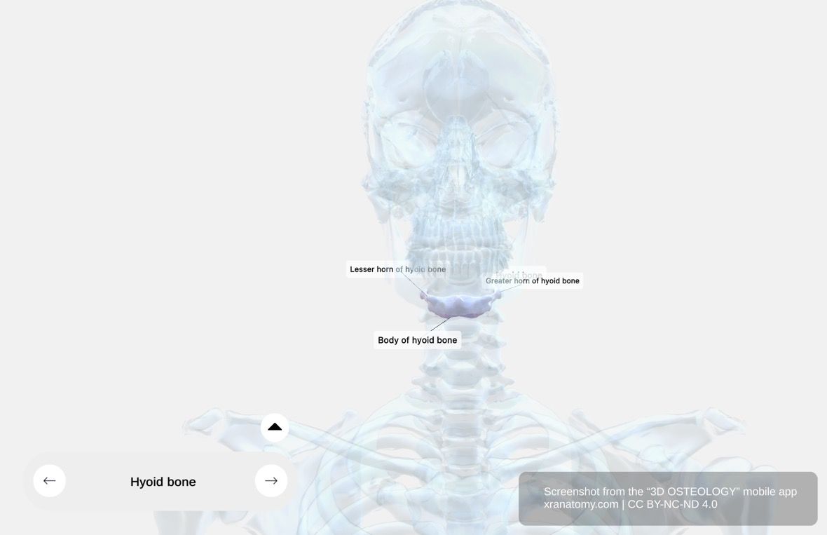 Hyoid bone x-ray 360-degree viewer showing internal structure of the body and cornua