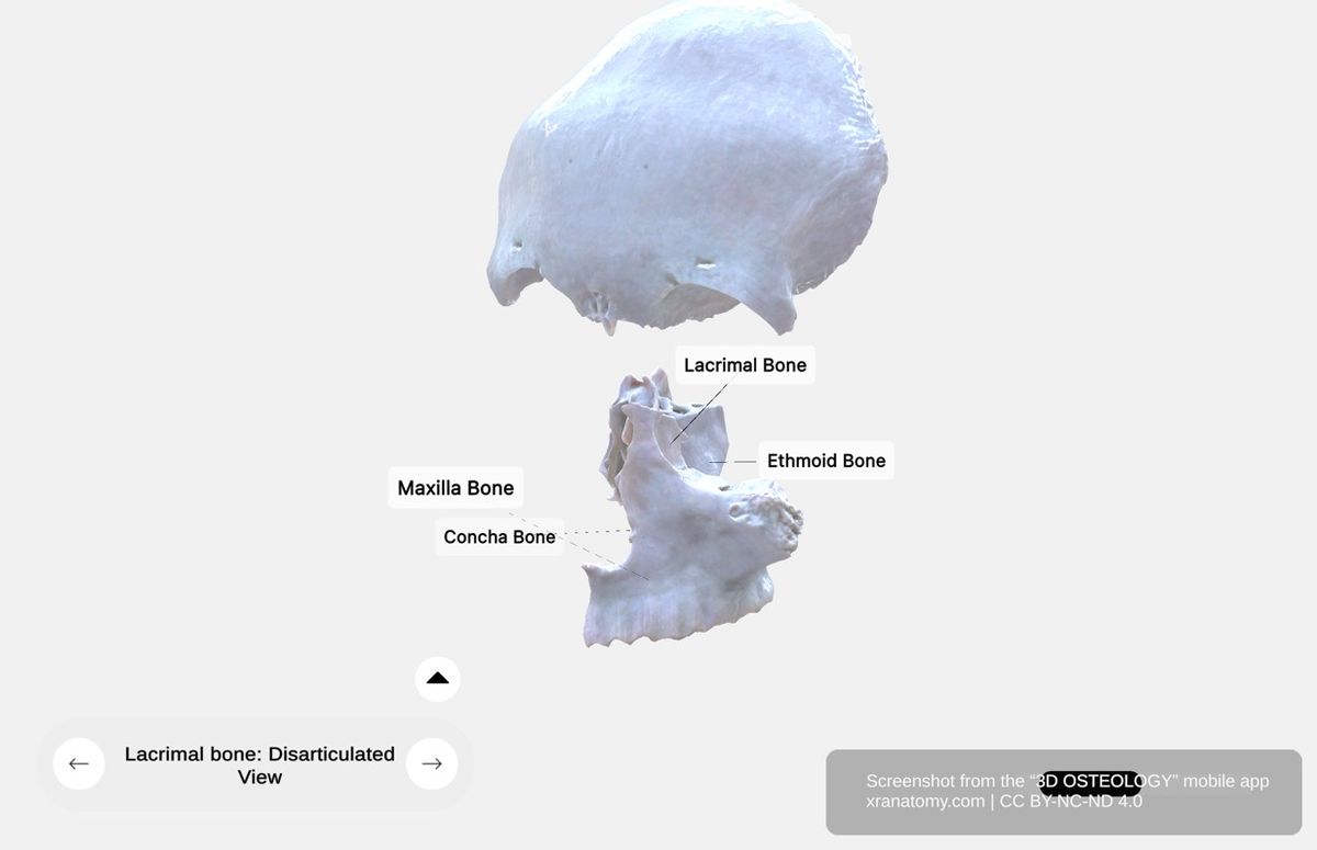 Disarticulated lacrimal bone 360-degree viewer showing articulations with frontal bone, ethmoid bone, maxilla, and inferior nasal concha
