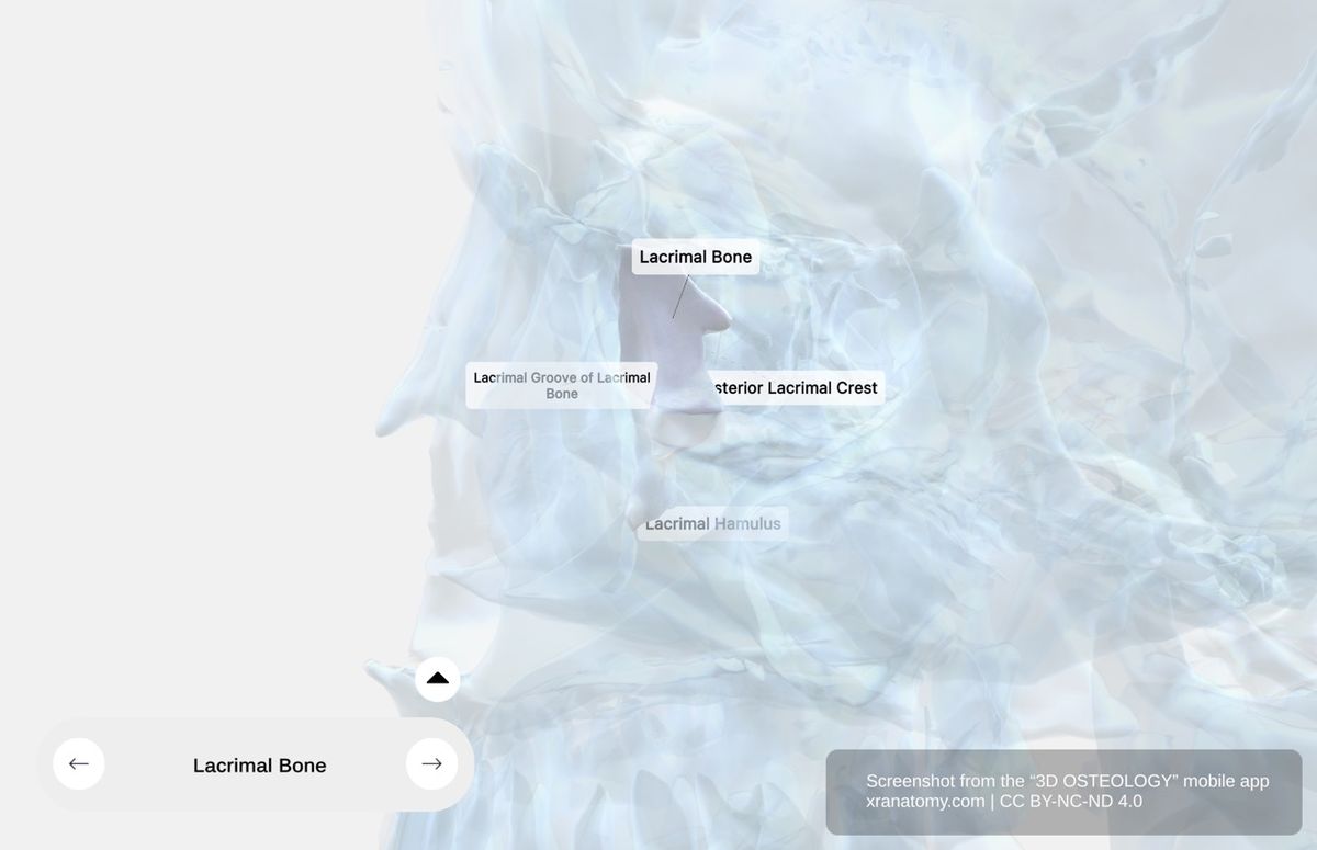 Lacrimal bone anatomy 360-degree interactive viewer showing posterior lacrimal crest, lacrimal groove, lacrimal hamulus, and position in medial orbital wall