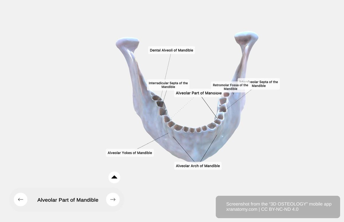 Alveolar part of mandible 360-degree viewer showing dental alveoli, interalveolar septa, alveolar arch, and retromolar triangle