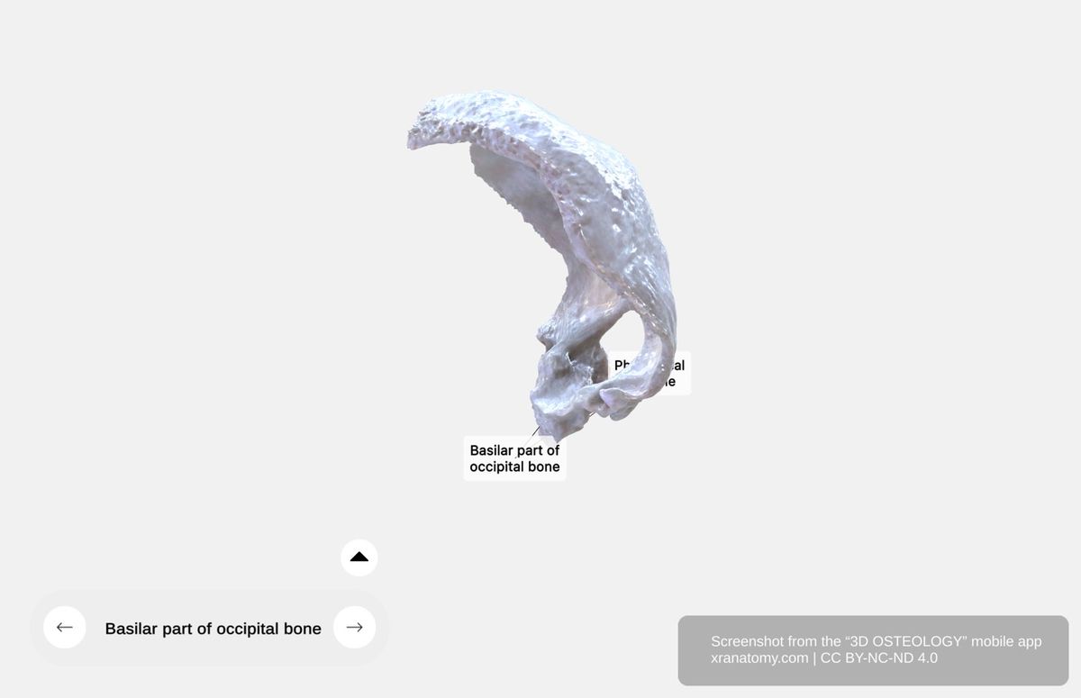 Basilar part of occipital bone 360-degree viewer showing anterior position relative to foramen magnum and fusion with sphenoid bone