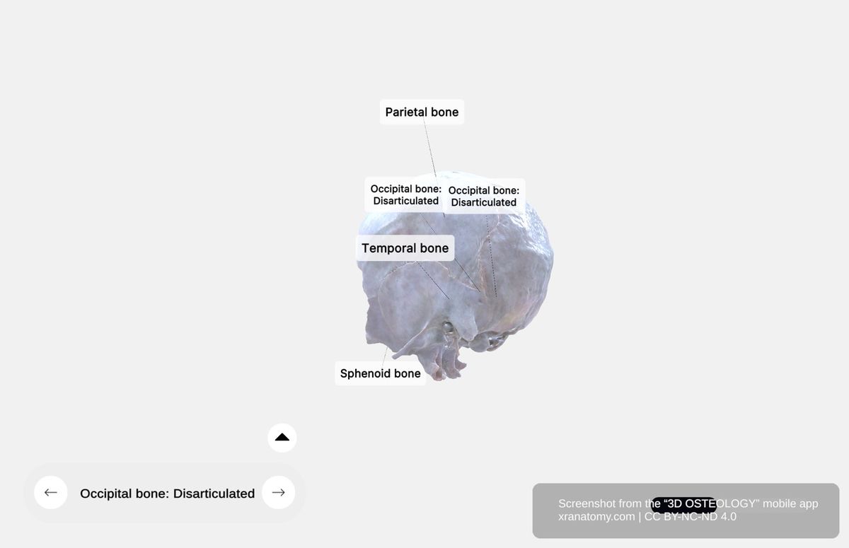 Occipital bone anatomy 360-degree interactive viewer showing foramen magnum, basilar part, lateral parts, squamous part, and occipital condyles
