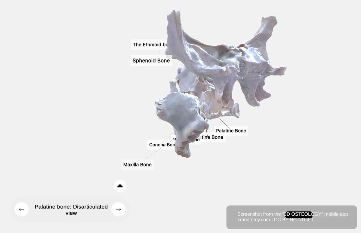 Palatine bone disarticulated 360-degree viewer showing articulations with sphenoid, ethmoid, maxilla, inferior nasal concha, vomer, and contralateral palatine bone
