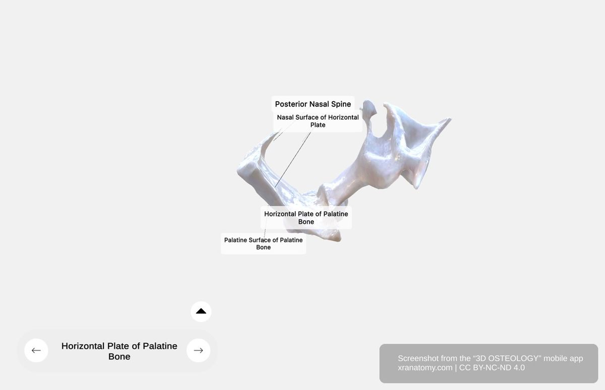 Horizontal plate of palatine bone 360-degree viewer showing nasal surface, palatine surface, lesser palatine foramina, and posterior nasal spine
