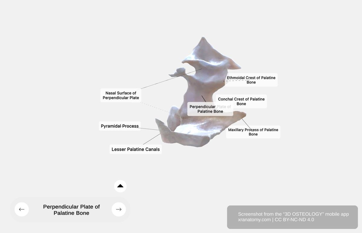 Perpendicular plate of palatine bone 360-degree viewer showing nasal surface, maxillary surface, conchal crest, ethmoidal crest, and greater palatine groove