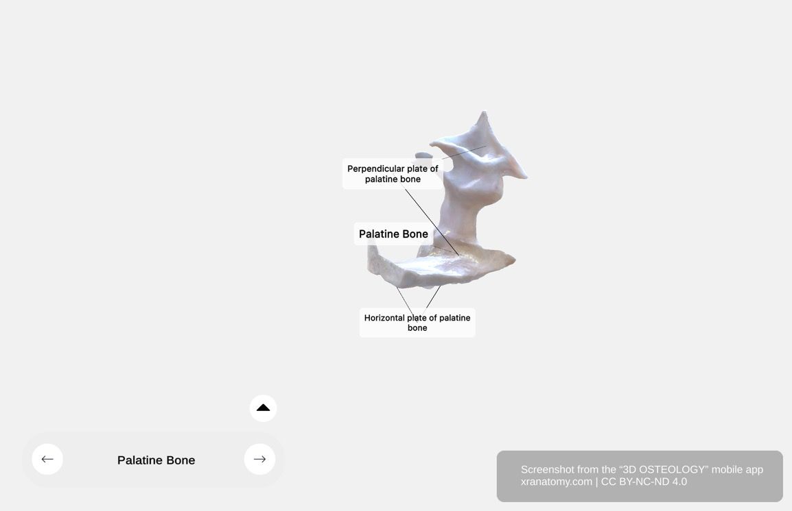 Palatine bone general structure 360-degree viewer showing horizontal plate, perpendicular plate, and multiple processes