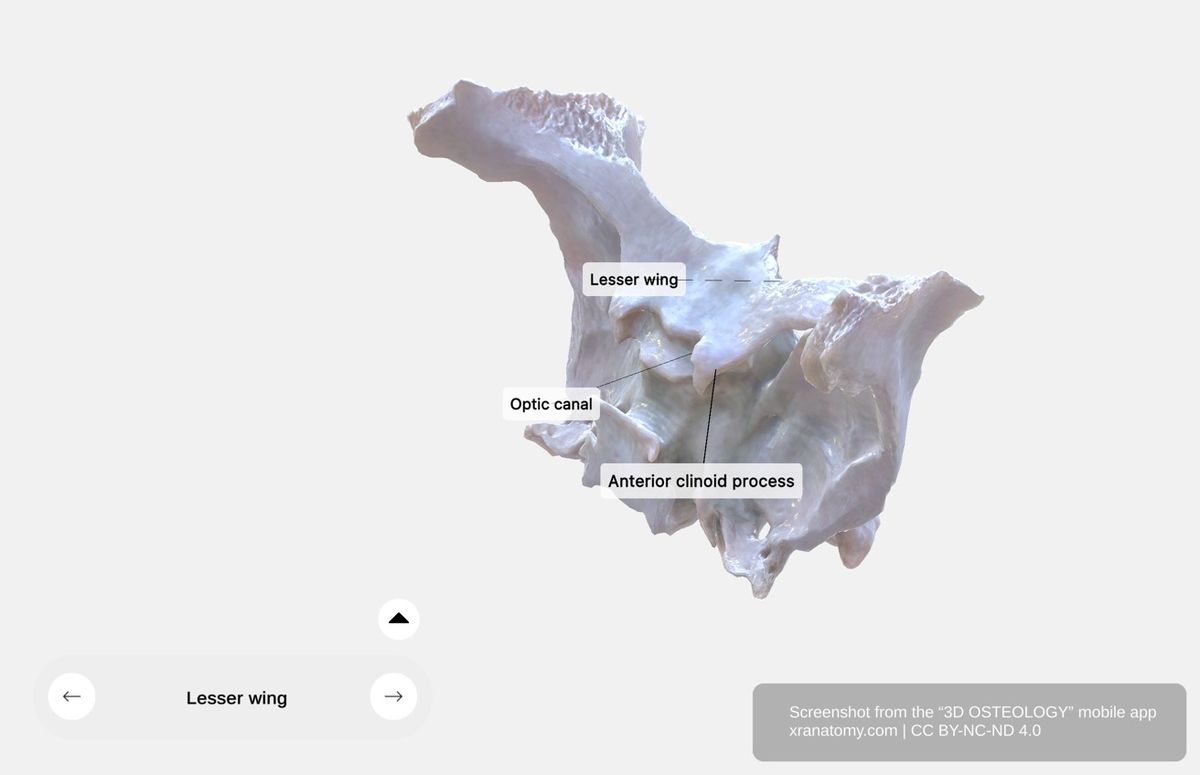 Lesser wing of sphenoid 360-degree viewer showing optic canal, anterior clinoid processes, and contributions to anterior cranial fossa and orbital roof
