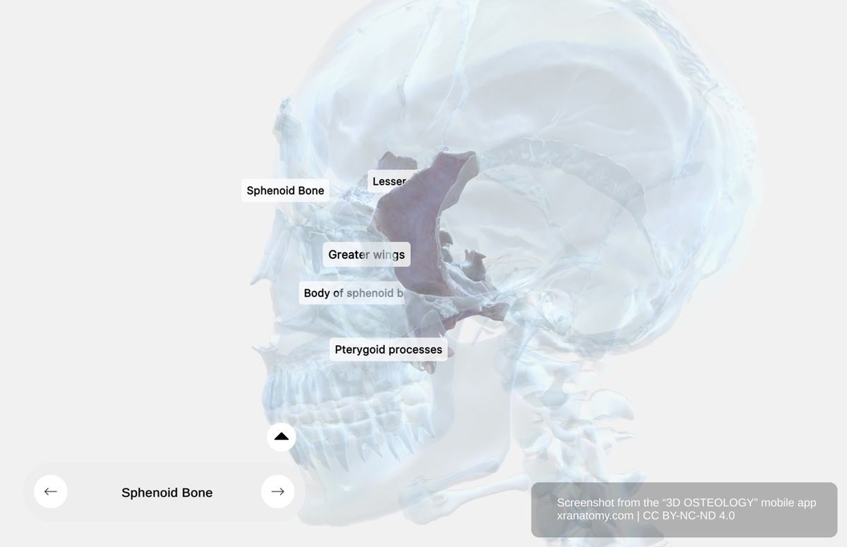 Sphenoid bone 360-degree viewer showing structural components including central body, greater wings, lesser wings, and pterygoid processes