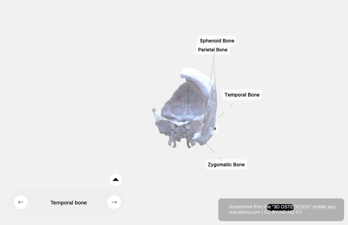Temporal bone anatomy 360-degree interactive viewer showing squamous part, petrous part, tympanic part, mastoid process, and external acoustic meatus