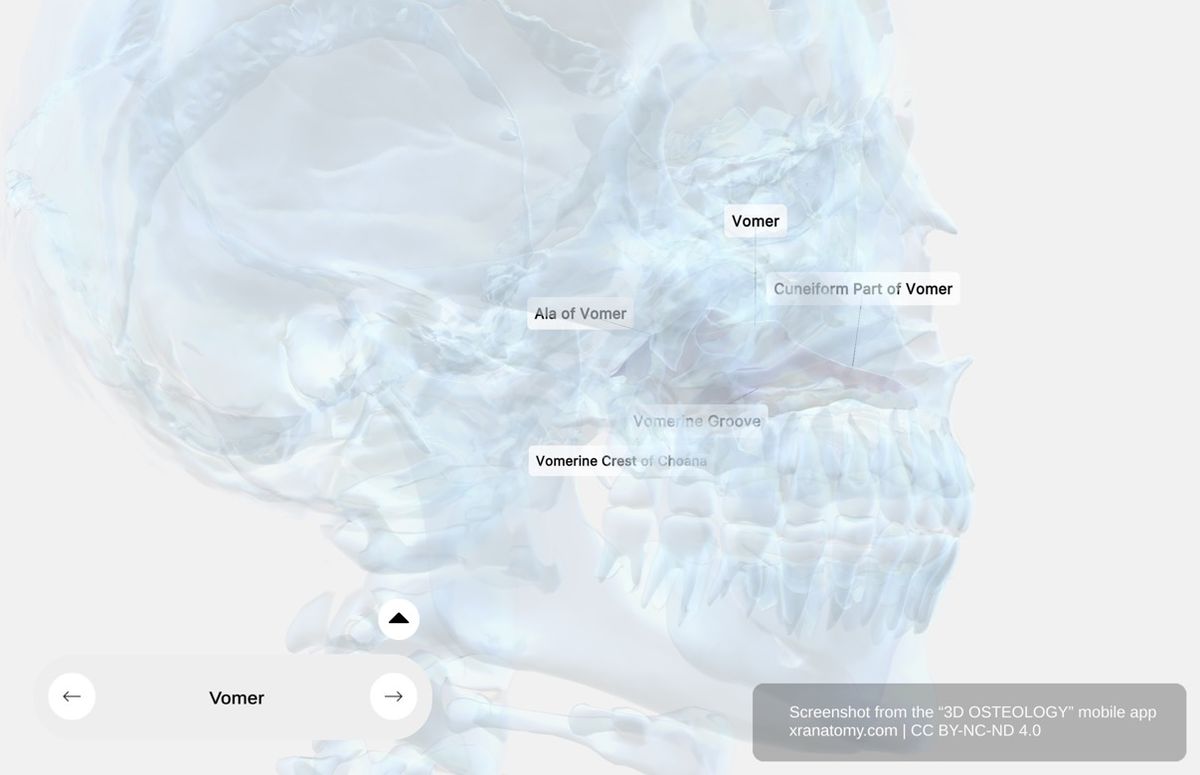 Vomer bone anatomy 360-degree interactive viewer showing x-ray visualization of nasal septum position, alae of vomer, and articulations