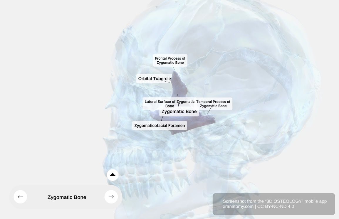 Zygomatic bone anatomy 360-degree interactive viewer showing cheekbone structure, diamond-shaped configuration, lateral surface, frontal process, temporal process, and orbital contributions