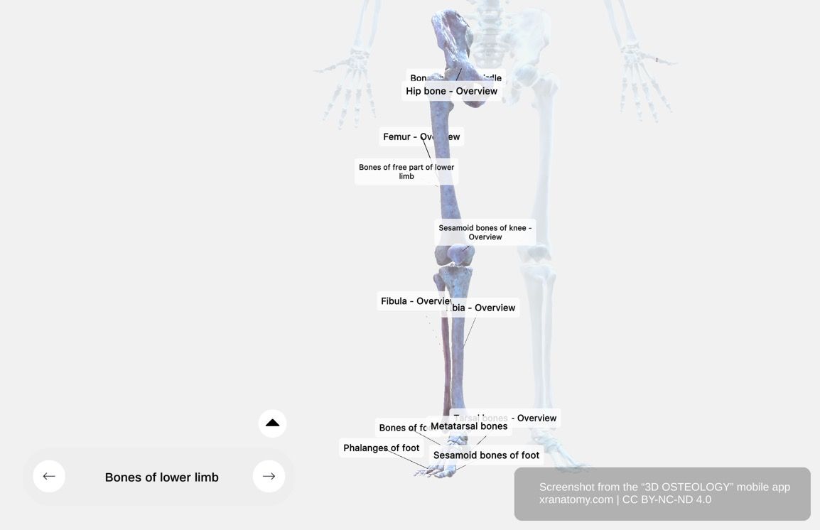 Bones of the lower limb 360-degree interactive viewer showing complete lower limb skeleton with pelvic girdle, femur, tibia, fibula, and foot bones