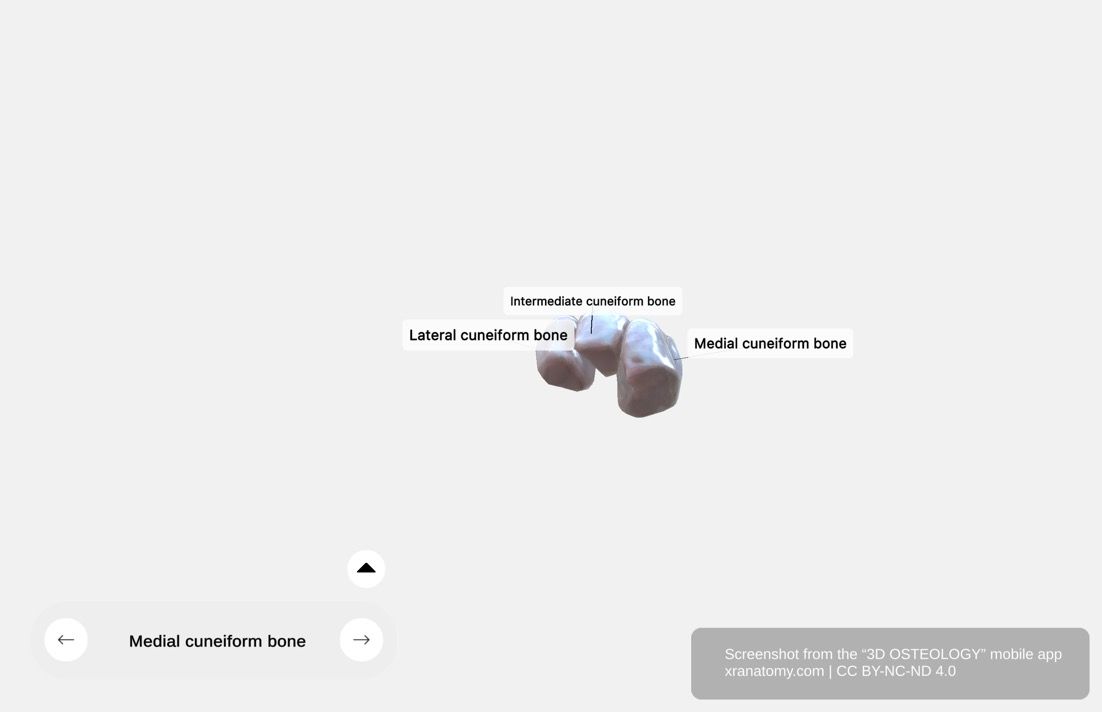 Cuneiform bones 360-degree viewer showing isolated medial, intermediate, and lateral cuneiform bones with articular surfaces