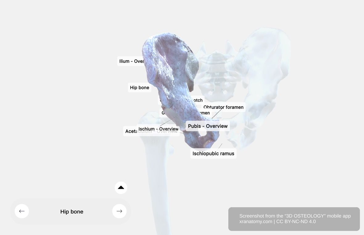 Hip bone anatomy 360-degree interactive viewer showing ilium, ischium, os pubis, acetabulum, obturator foramen, and iliac crest