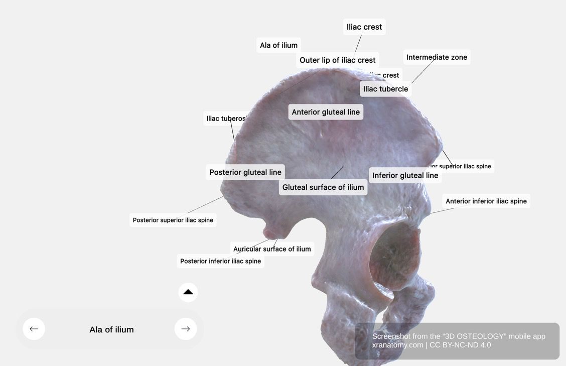 Ala of ilium 360-degree viewer showing iliac crest, iliac tubercle, iliac spines, and iliac fossa