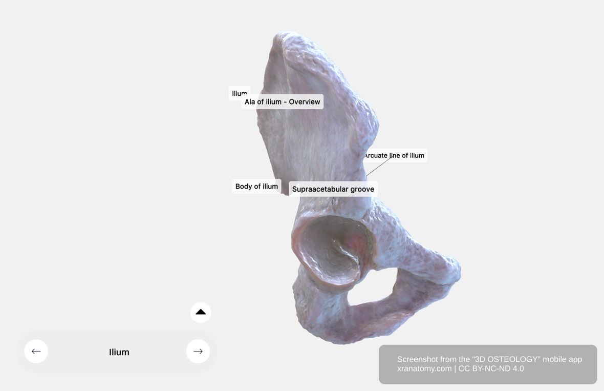 Ilium 360-degree viewer showing body, ala, iliac crest, iliac fossa, and iliac spines
