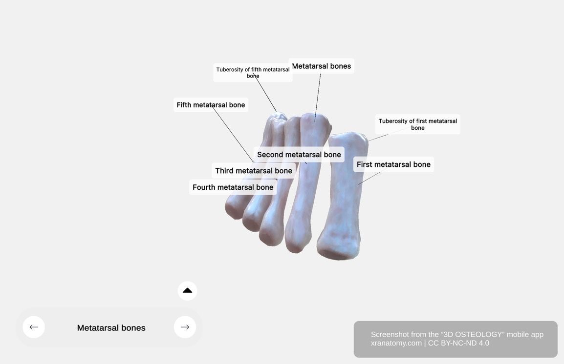 Metatarsal bones 360-degree viewer showing all five metatarsal bones with their articulations to tarsal bones and phalanges