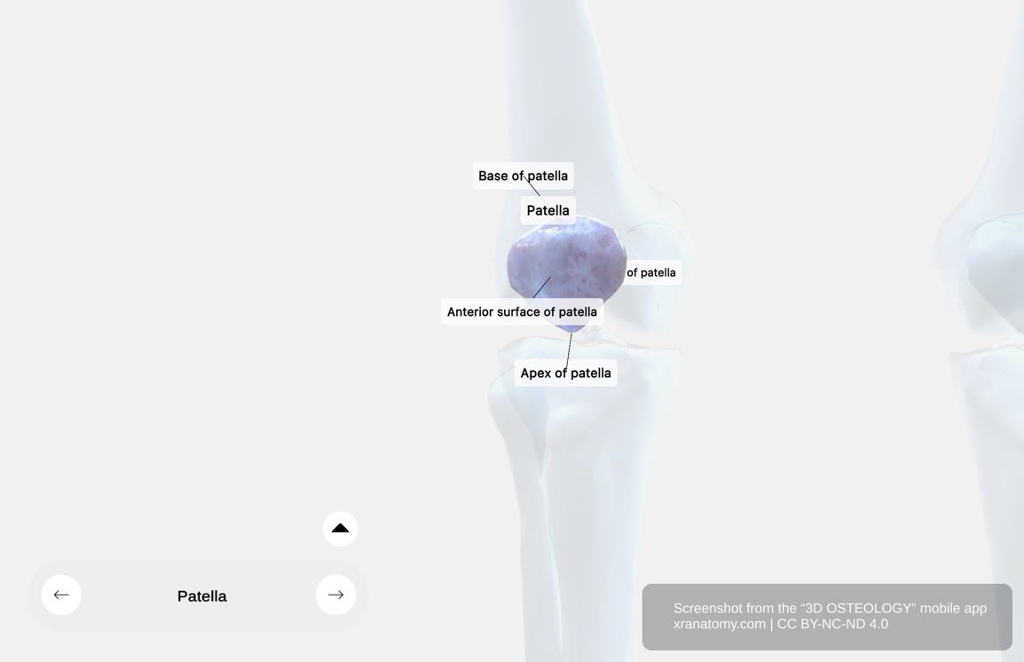 Patella X-ray 360-degree interactive viewer showing internal bone structure, cortical bone density, and trabecular pattern