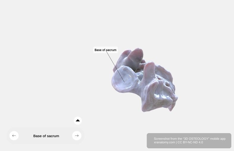 Sacrum sacral canal 360-degree viewer showing internal structure, lateral channels, intervertebral foramina, and anterior and posterior sacral foramina openings