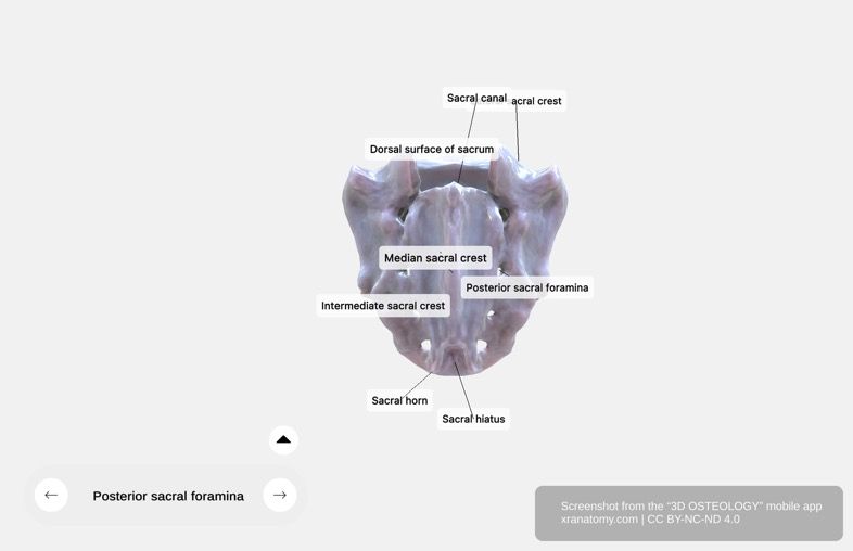 Sacrum posterior surface 360-degree viewer showing median sacral crest, intermediate sacral crest, lateral sacral crest, and posterior sacral foramina