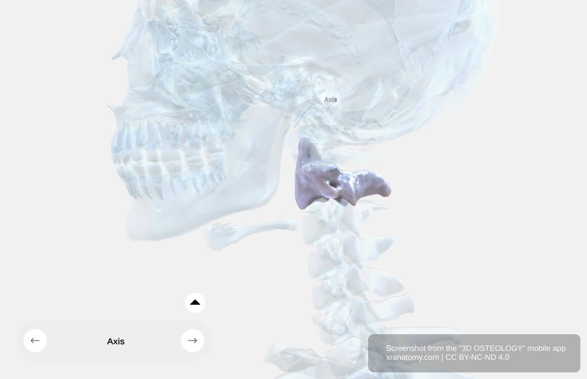 Axis C2 vertebra anatomy 360-degree interactive viewer showing odontoid process (dens), vertebral body, and articular surfaces