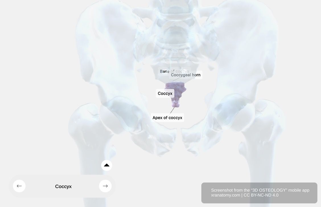 Coccyx anatomy 360-degree interactive viewer showing x-ray visualization of base, coccygeal horns, and apex