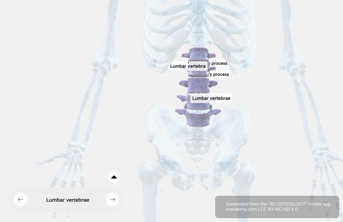 Lumbar vertebra anatomy 360-degree interactive viewer showing x-ray visualization of vertebral body, pedicles, and spinous process
