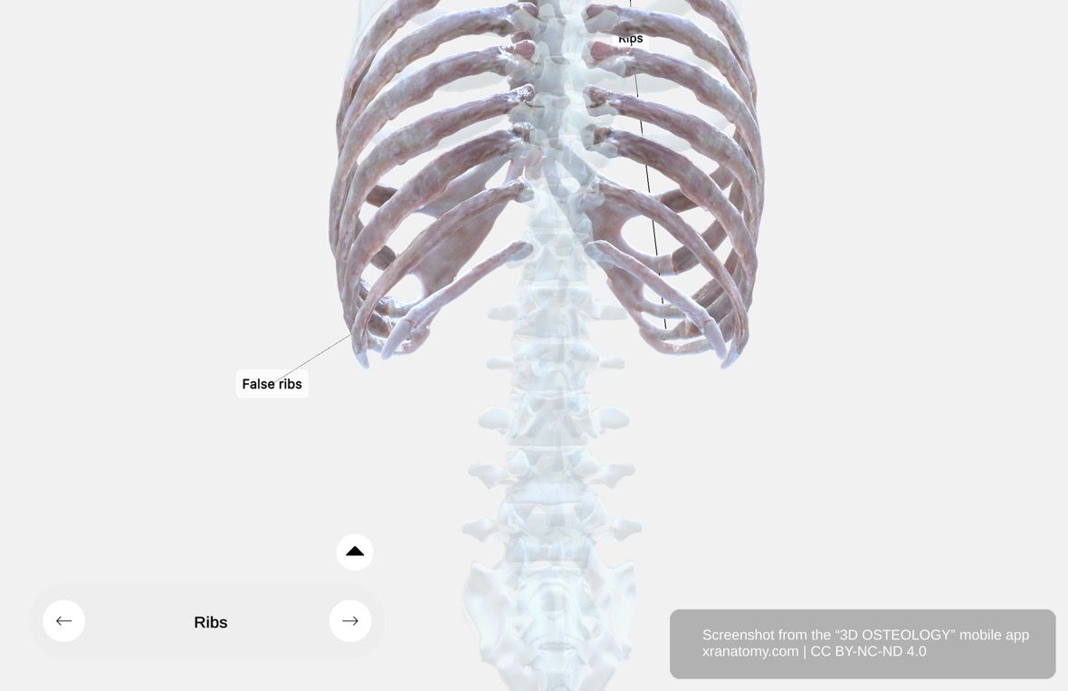 Floating ribs anatomy 360-degree viewer showing eleventh and twelfth ribs with free anterior ends that do not attach to the sternum