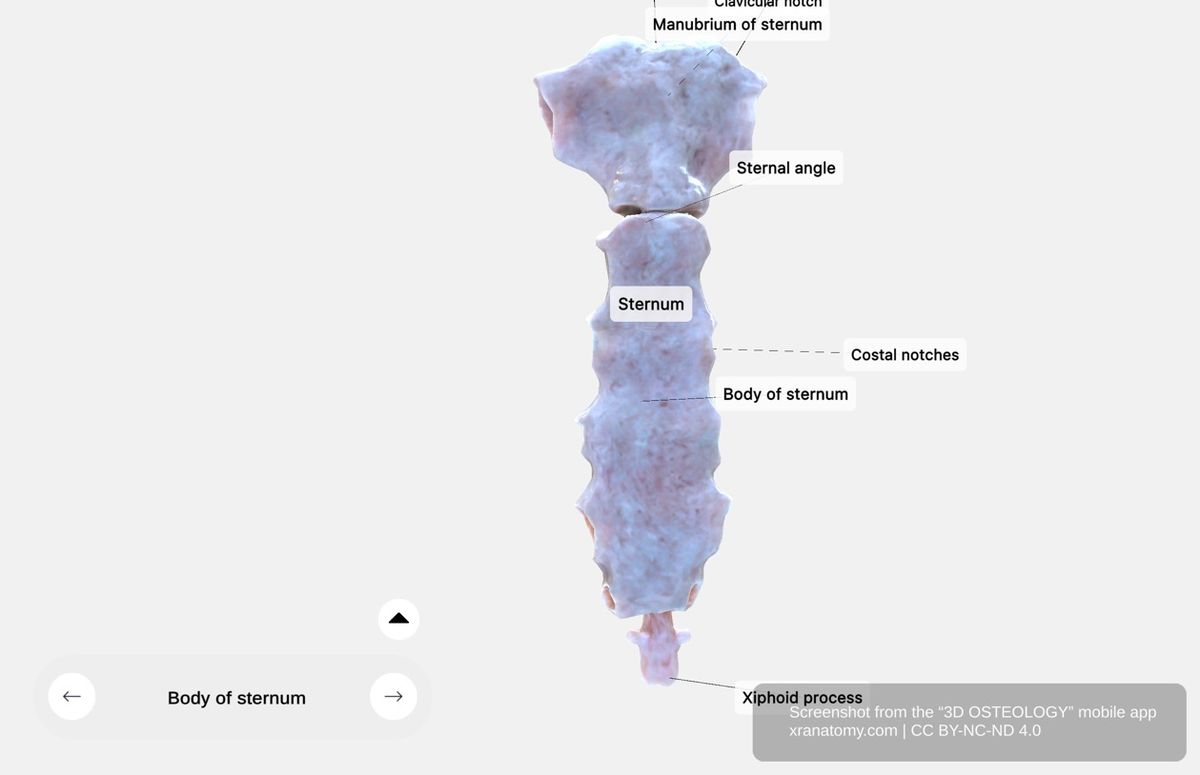 Body of sternum 360-degree viewer showing costal notches for attachment of third to seventh ribs