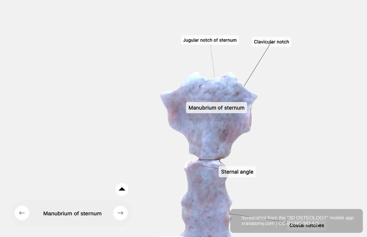 Manubrium of sternum 360-degree viewer showing clavicular notches, jugular notch, and sternal angle