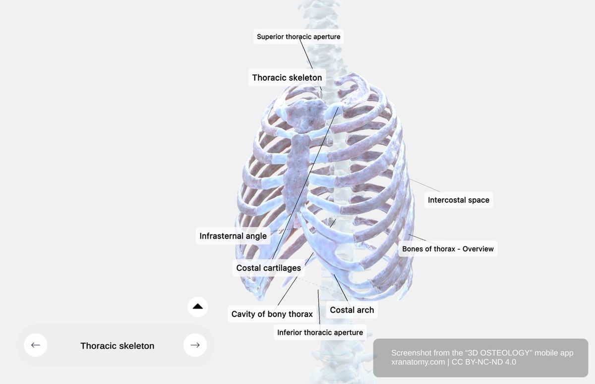 Thoracic cage 360-degree viewer showing bony and cartilaginous structures protecting heart, lungs, and great vessels