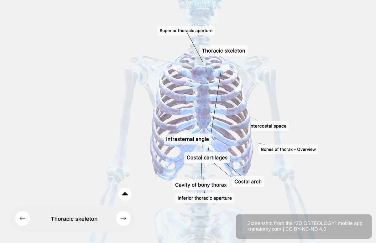 Thoracic skeleton anatomy 360-degree interactive viewer showing thoracic cage, ribs, sternum, costal cartilages, and thoracic vertebrae