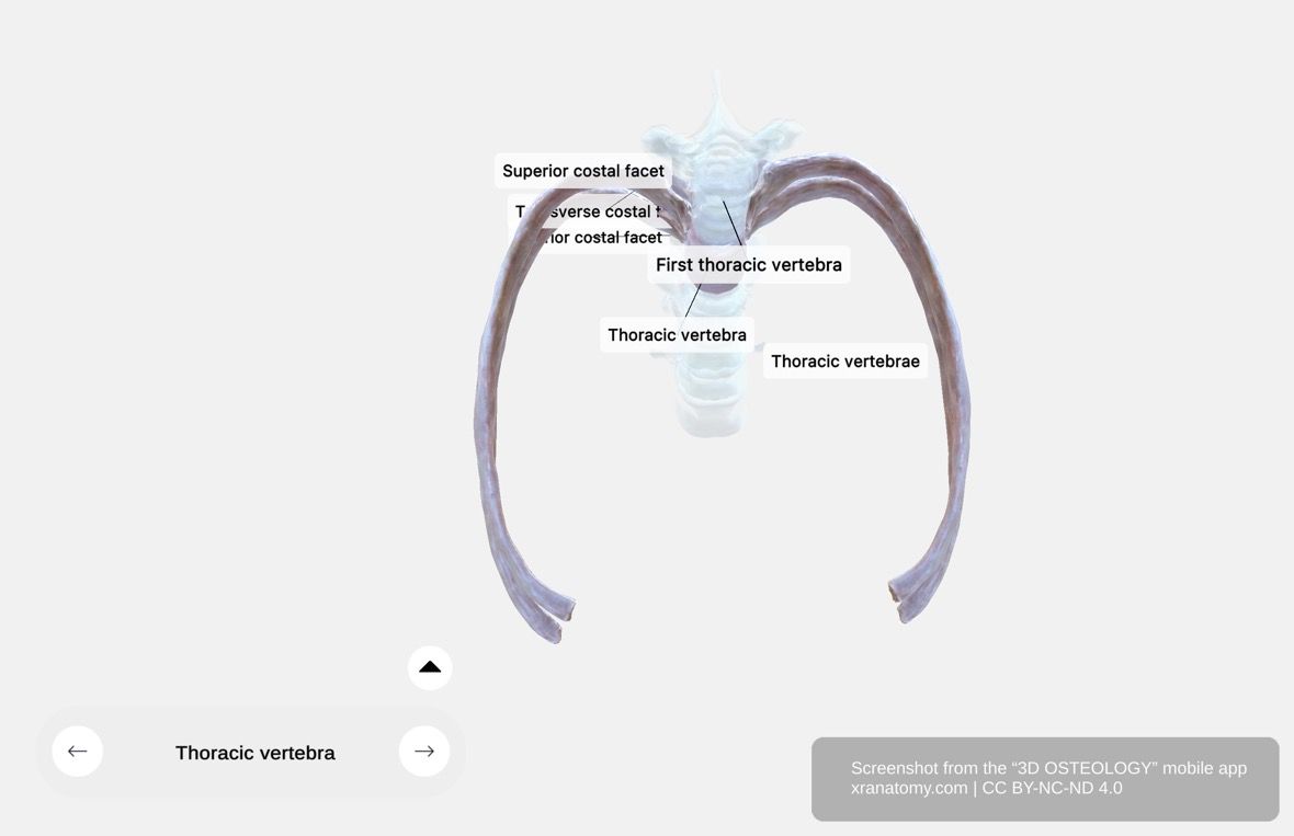 Thoracic vertebra 360-degree viewer showing transverse costal facet on transverse process for rib tubercle articulation