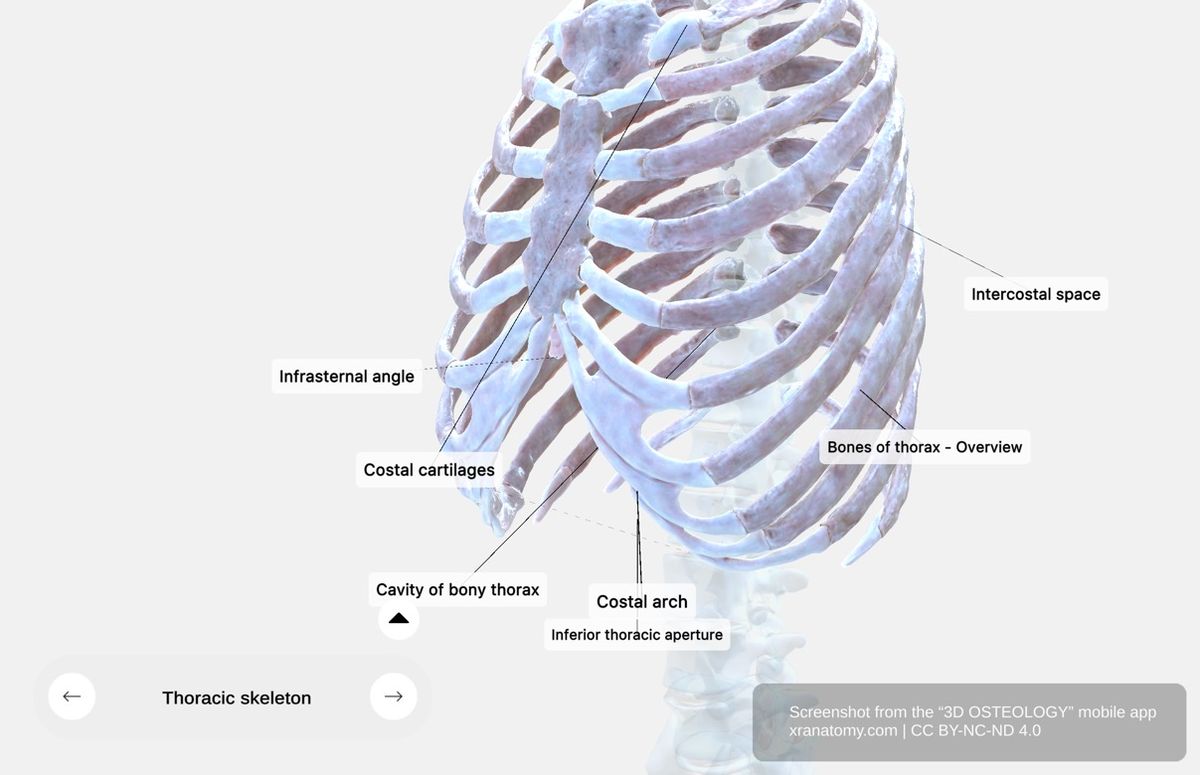 Infrasternal angle 360-degree viewer showing angle formed at xiphoid process where lower rib cage edges meet