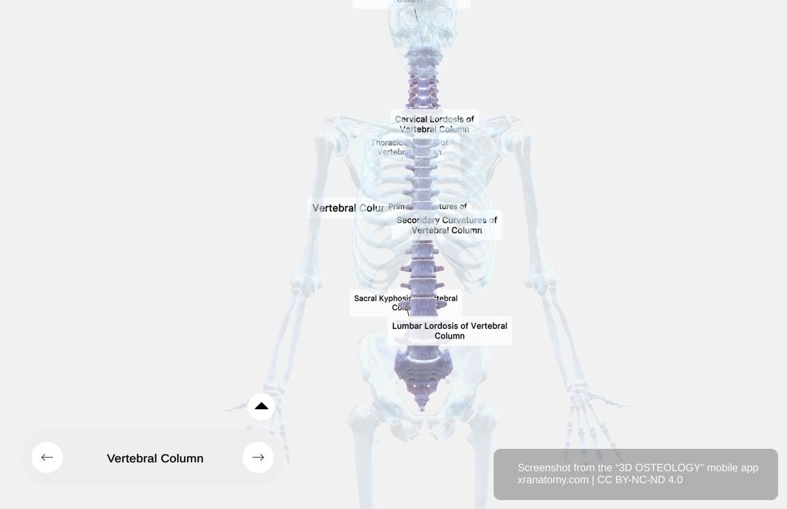 Vertebral column anatomy 360-degree interactive viewer showing complete spine with cervical, thoracic, lumbar, sacrum, and coccyx regions