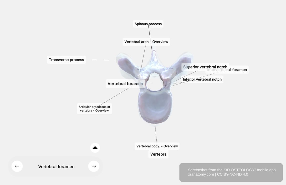 Vertebral foramen 360-degree viewer showing central opening, spinous process, transverse processes, and articular processes
