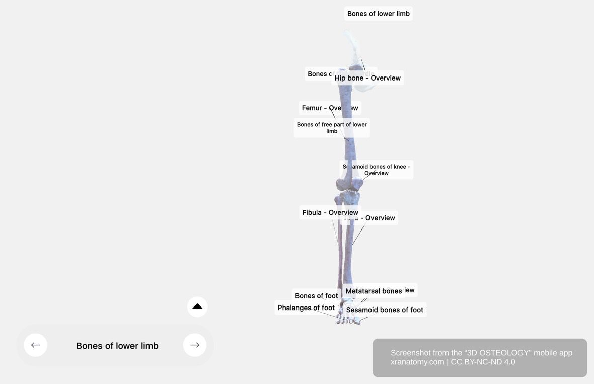 Free lower limb bones 360-degree viewer showing femur, tibia, fibula, patella, and ankle bones